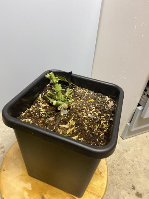 Skunk #1 Automatic (2025). Week 12