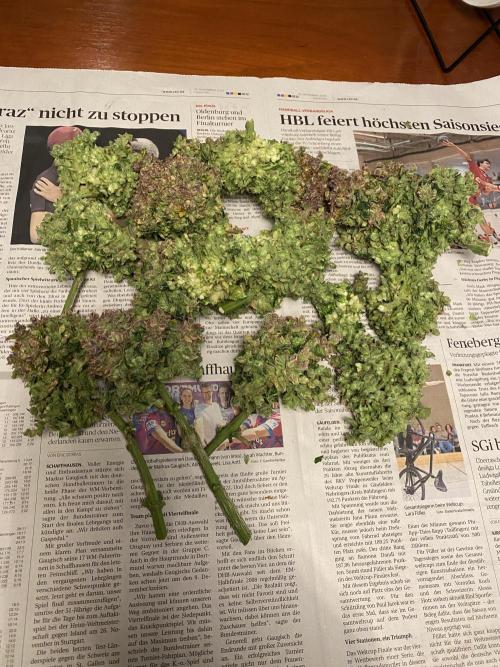 Skunk #1 Automatic (2025). Week 12