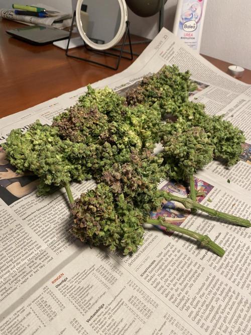 Skunk #1 Automatic (2025). Week 12