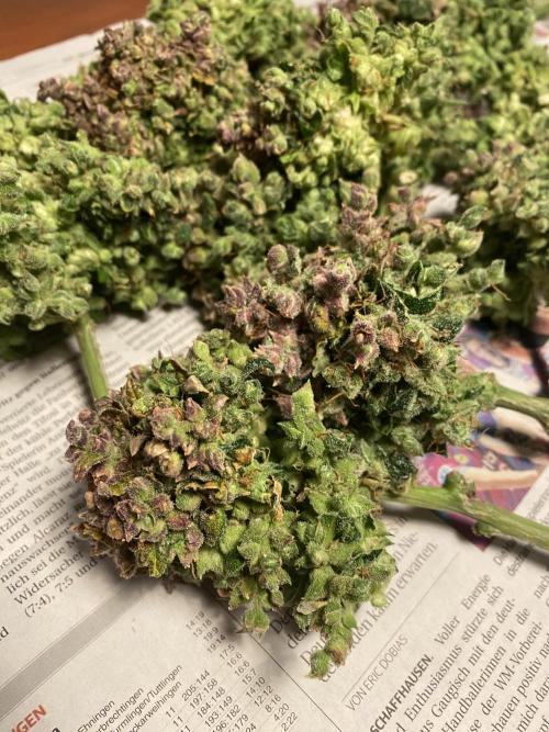 Skunk #1 Automatic (2025). Week 12