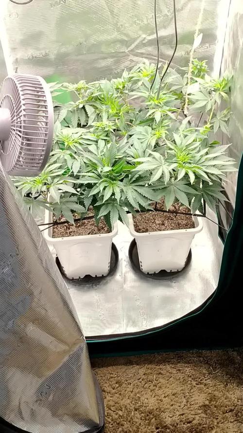 Organic grow Big Bud from MSNL