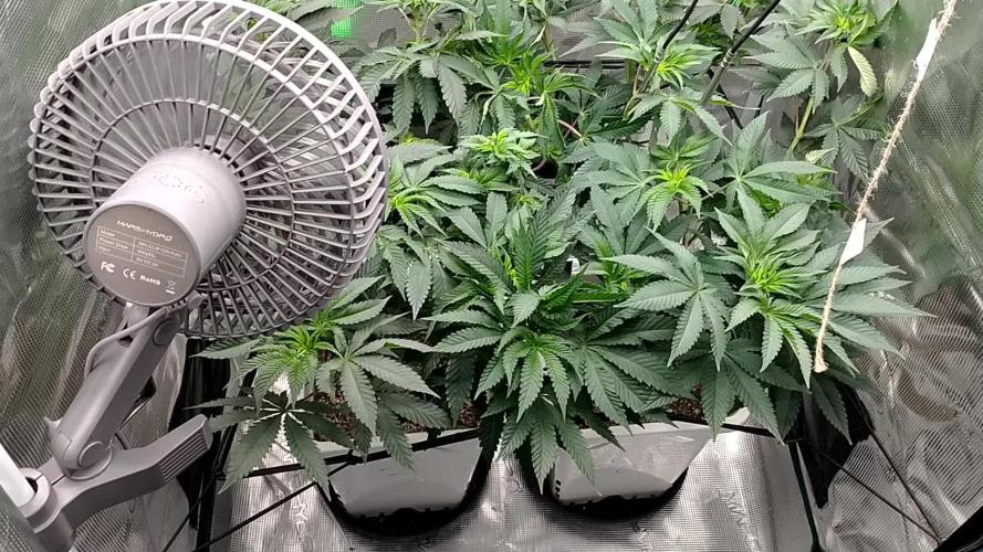 Organic grow Big Bud from MSNL