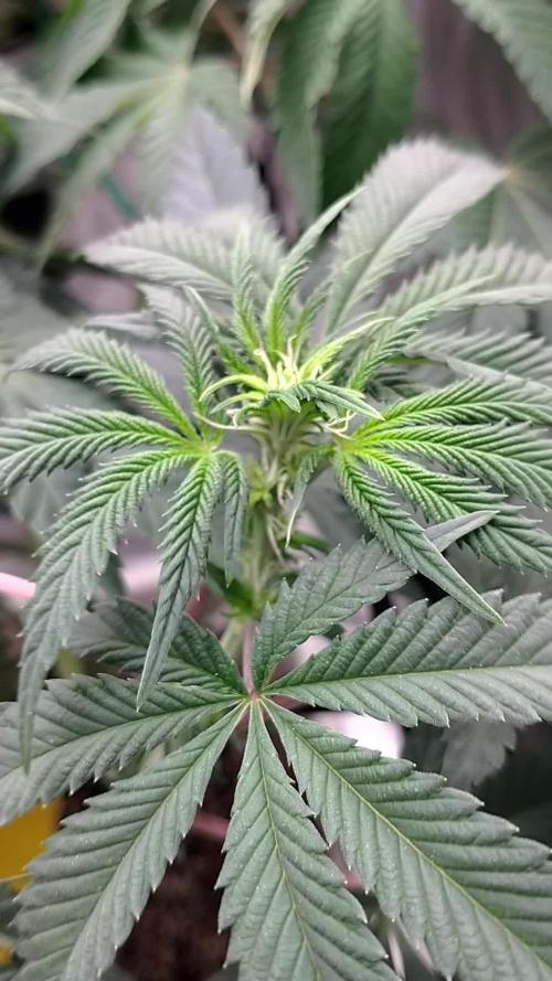 Organic grow Big Bud from MSNL