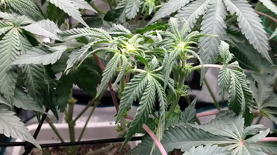 Organic grow Big Bud from MSNL