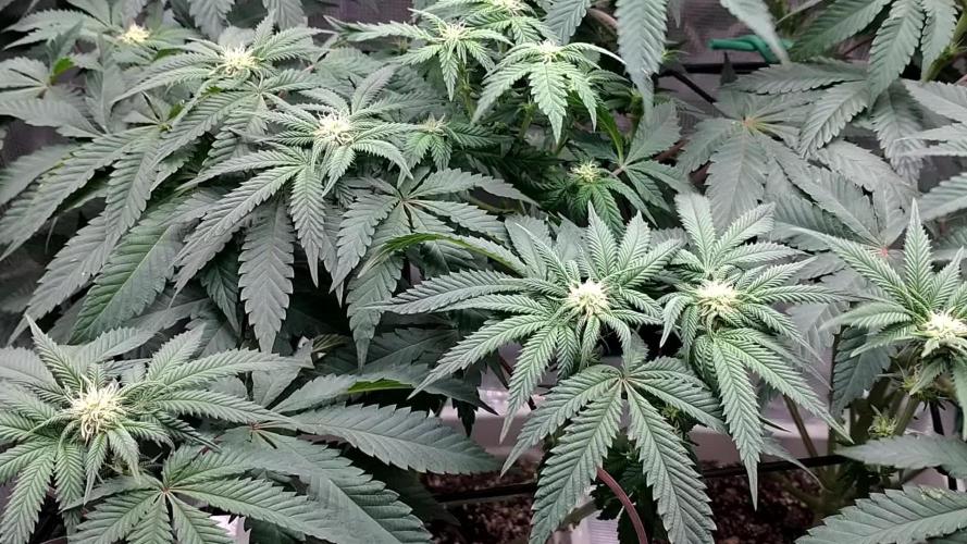 Organic grow Big Bud from MSNL