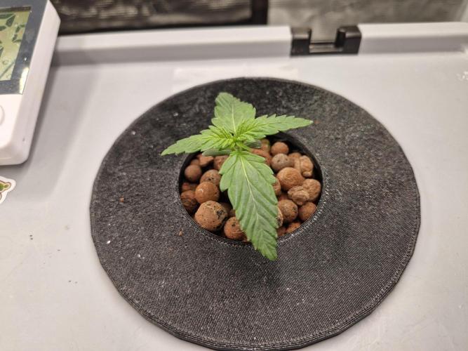 Ganja Farmer x HydroHackz 2026#1 Test. Week 1