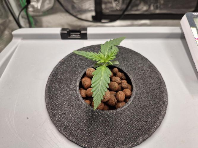 Ganja Farmer x HydroHackz 2026#1 Test. Week 1