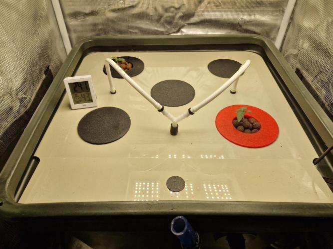 2x Diesel Auto im Aeroponic System. Week 1