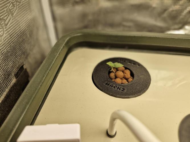 2x Diesel Auto im Aeroponic System. Week 1