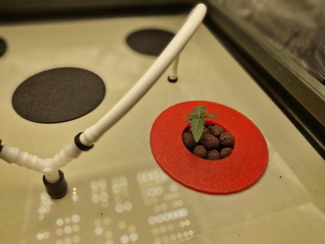 2x Diesel Auto im Aeroponic System. Week 1