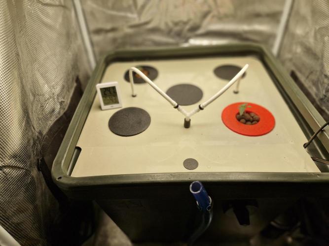 2x Diesel Auto im Aeroponic System. Week 1