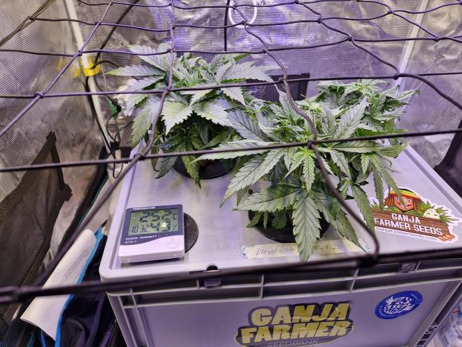 Ganja Farmer x HydroHackz 2026#1 Test. Week 2 - The little ladies do a great job. only the one in the back right grows a bit str