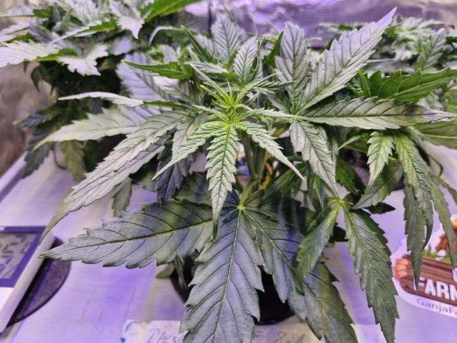 Ganja Farmer x HydroHackz 2026#1 Test. Week 2 - The back left and front were stopped 4 days ago. Immediate recovery and no stres