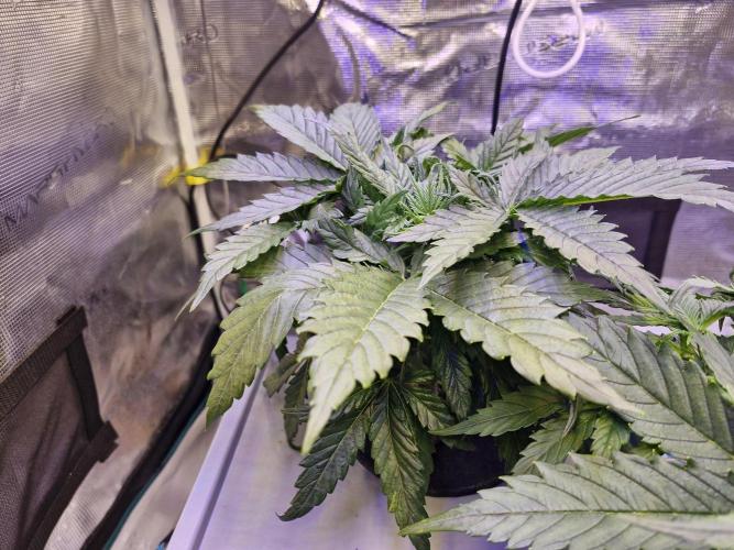 Ganja Farmer x HydroHackz 2026#1 Test. Week 2 - Thanks to code "HydroHackz" there are rich discounts at ganja farmer.de 