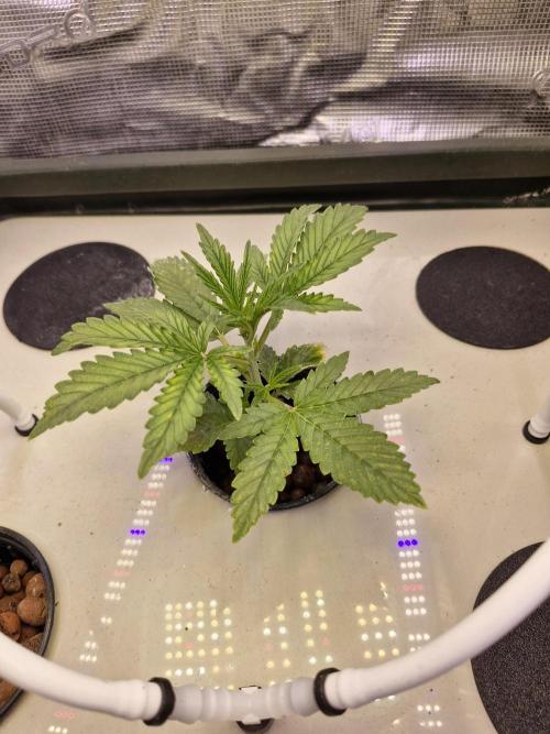 2x Diesel Auto im Aeroponic System. Week 2 - Unfortunately, only one of them survived. The watering cycle was set incorrectly