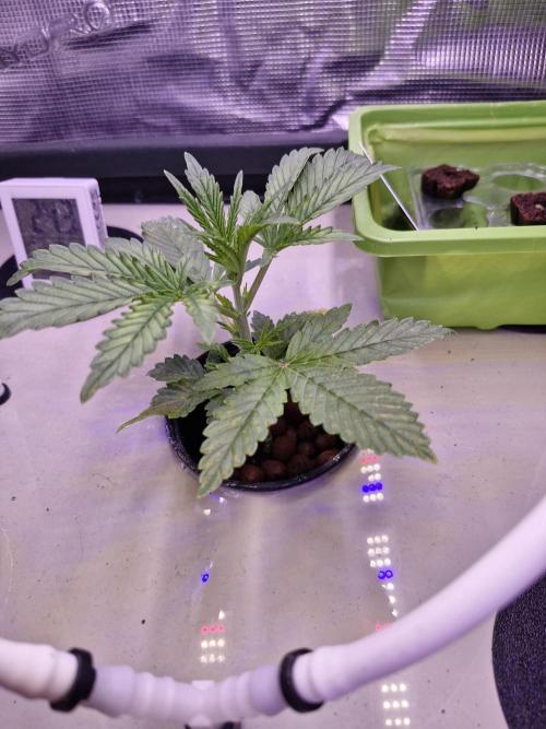 2x Diesel Auto im Aeroponic System. Week 2 - Growth is all from a week. Since then, only the new timer has been running. RIP 