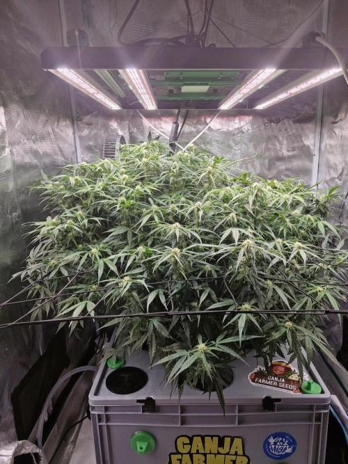 Ganja Farmer x HydroHackz 2026#1 Test. Week 3 - Its week 1 Flower, could not set it correctly. Vegi Was boring, 