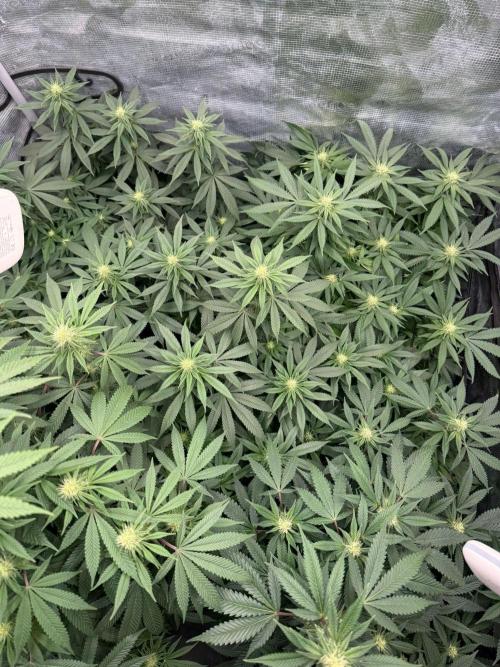 Ganja Farmer x HydroHackz 2026#1 Test. Week 3 - Last DWC grow. After it all will be changed to LPA Aeroponic 