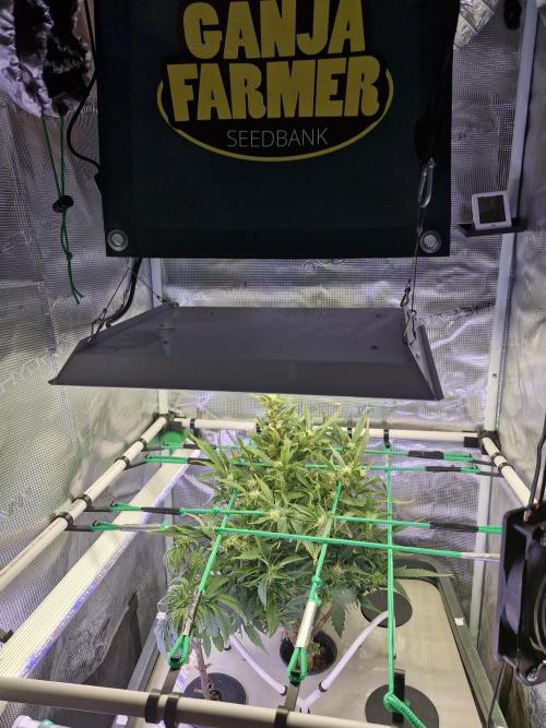 2x Diesel Auto im Aeroponic System. Week 3 - Its week 4 could not Post last one. All fine as always with GF 