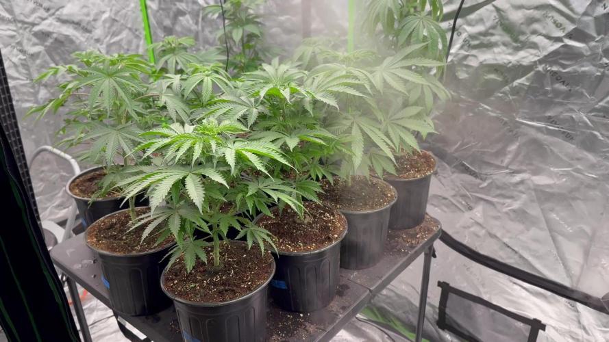 Bubba Kush Grow