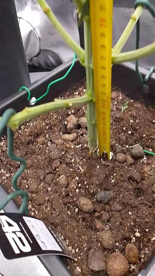 Banana Purple Punch 420FB