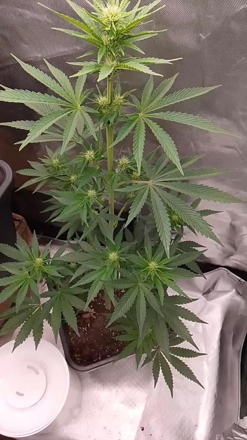 Banana Purple Punch 420FB