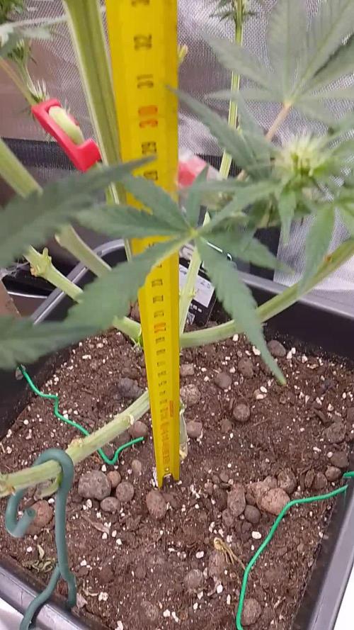 Banana Purple Punch 420FB