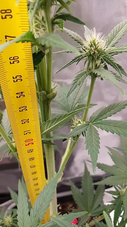 Banana Purple Punch 420FB