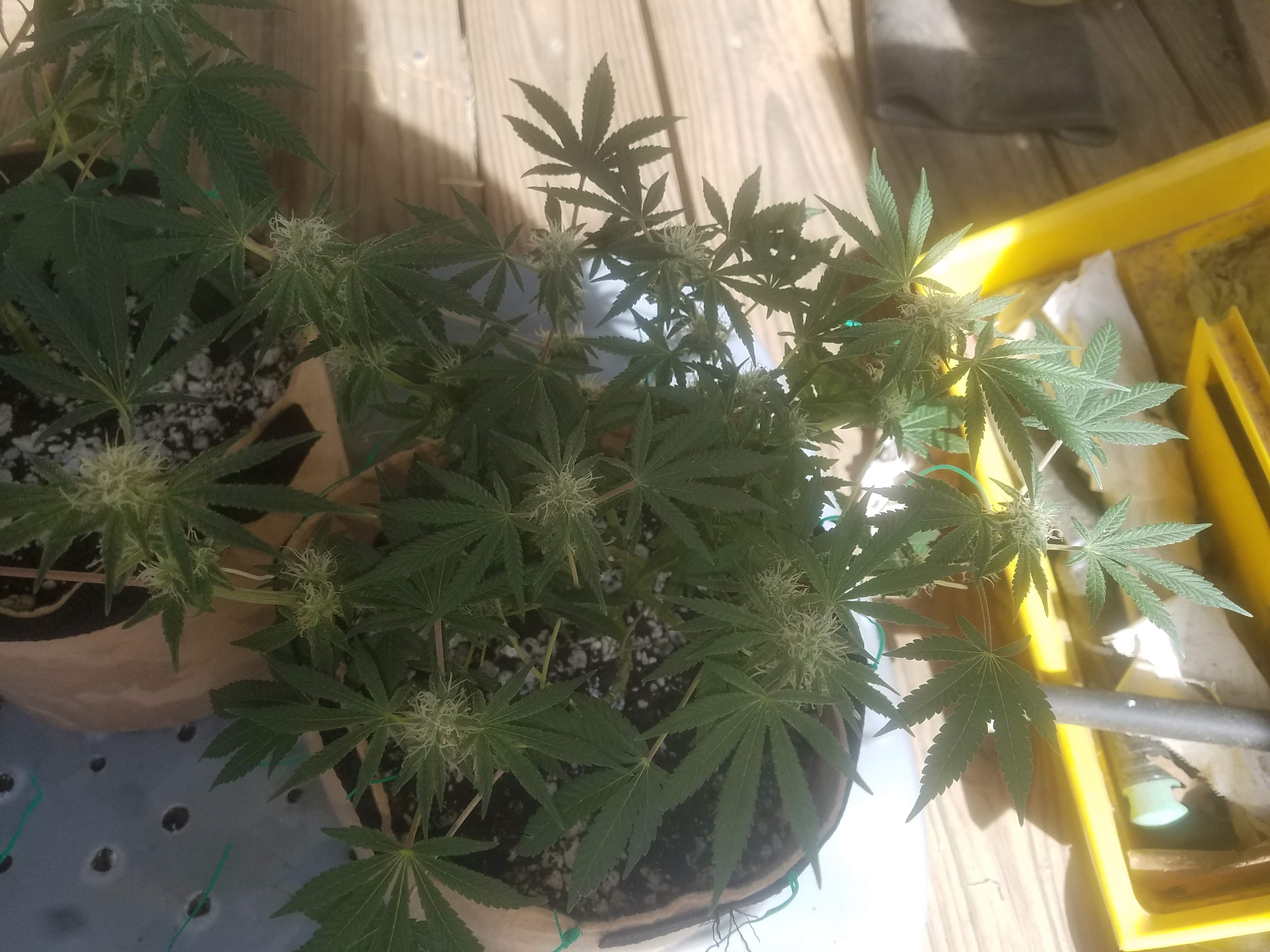 Seed Junky Wedding Cake, Exotic Chocolate Marshmallows