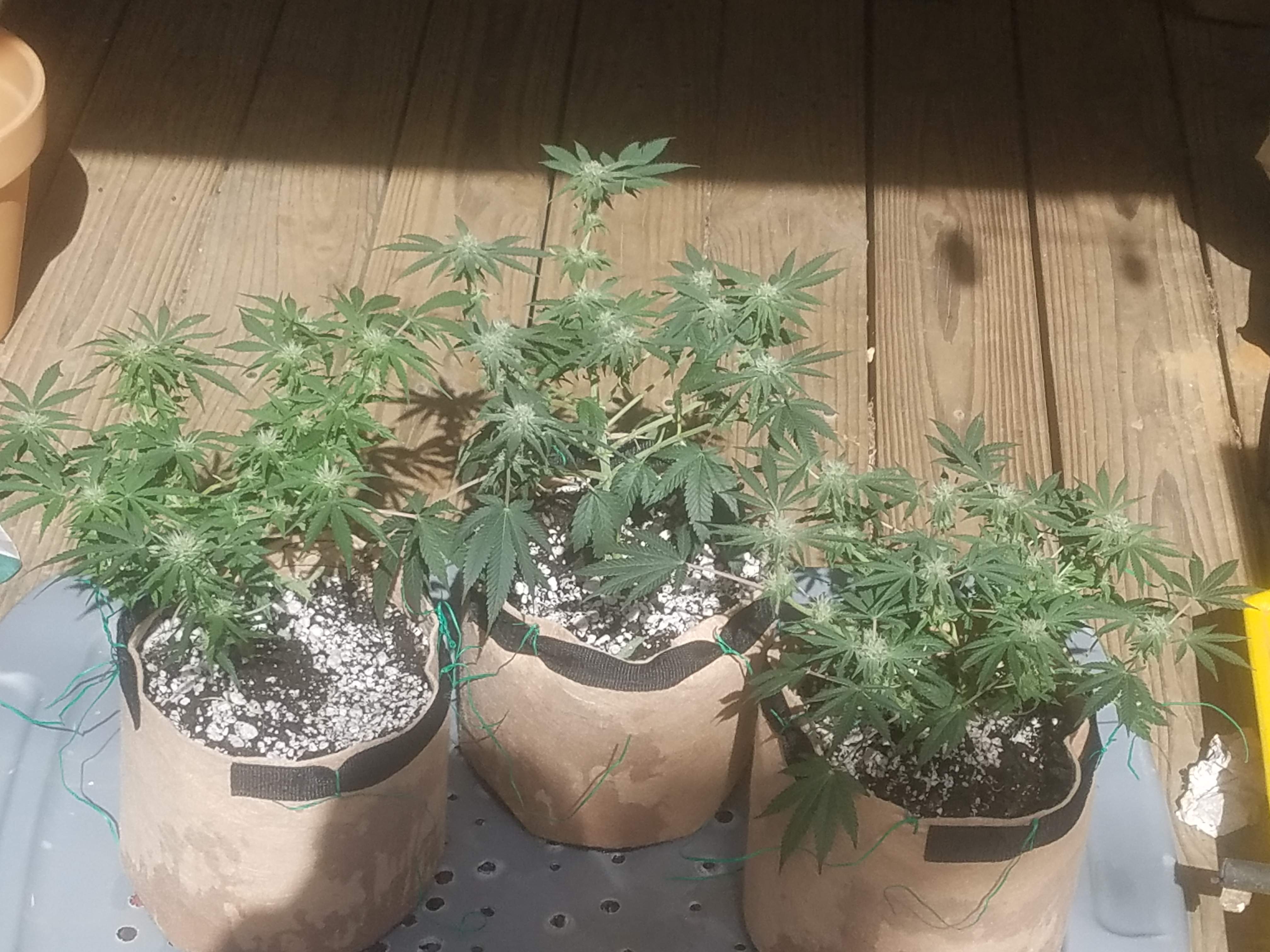 Seed Junky Wedding Cake, Exotic Chocolate Marshmallows