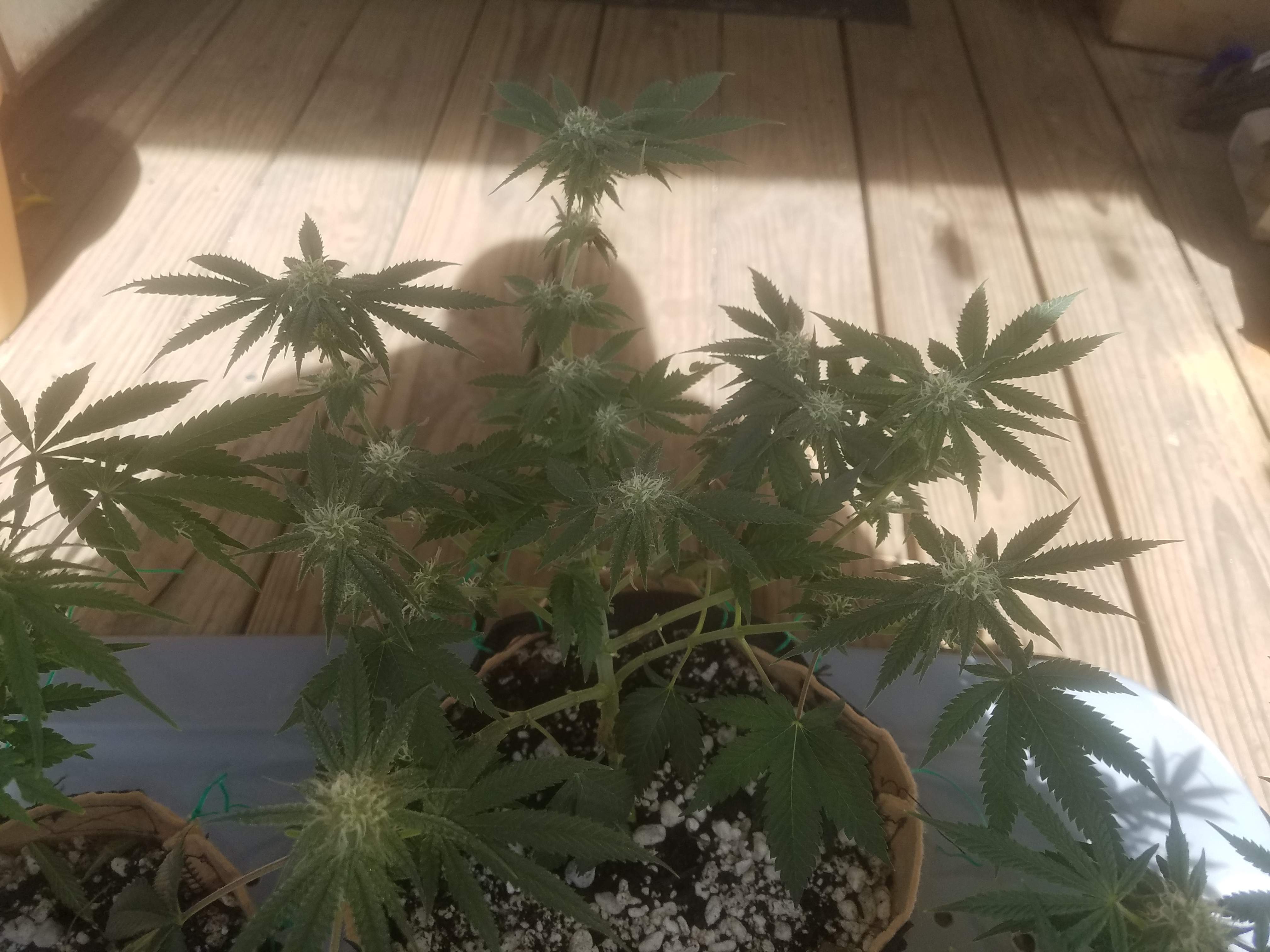 Seed Junky Wedding Cake, Exotic Chocolate Marshmallows