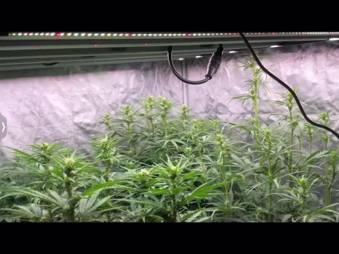 Do-Si-Dos or Sour Diesel?