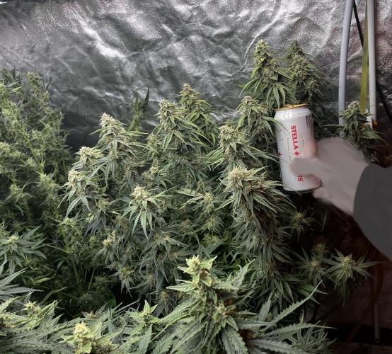 Do-Si-Dos or Sour Diesel?. Week 11