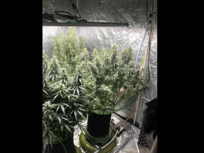Do-Si-Dos or Sour Diesel?. Week 11