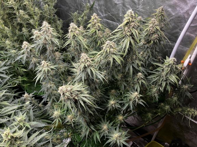 Do-Si-Dos or Sour Diesel?. Week 11