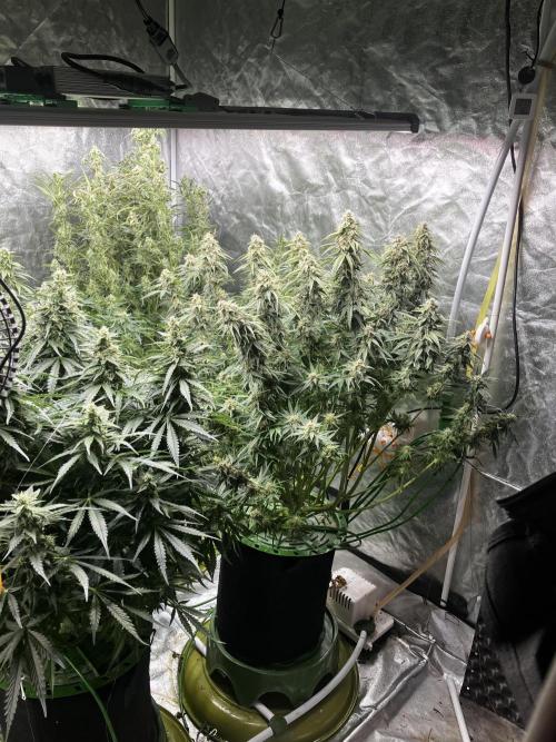Do-Si-Dos or Sour Diesel?. Week 11