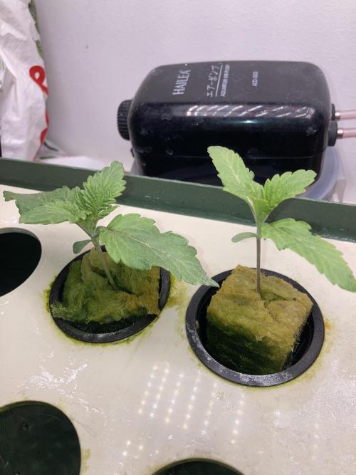 Gelato. Week 0