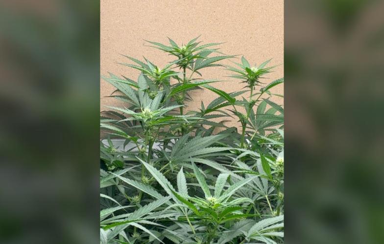 Gelato. Week 7