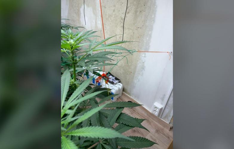 Gelato. Week 8