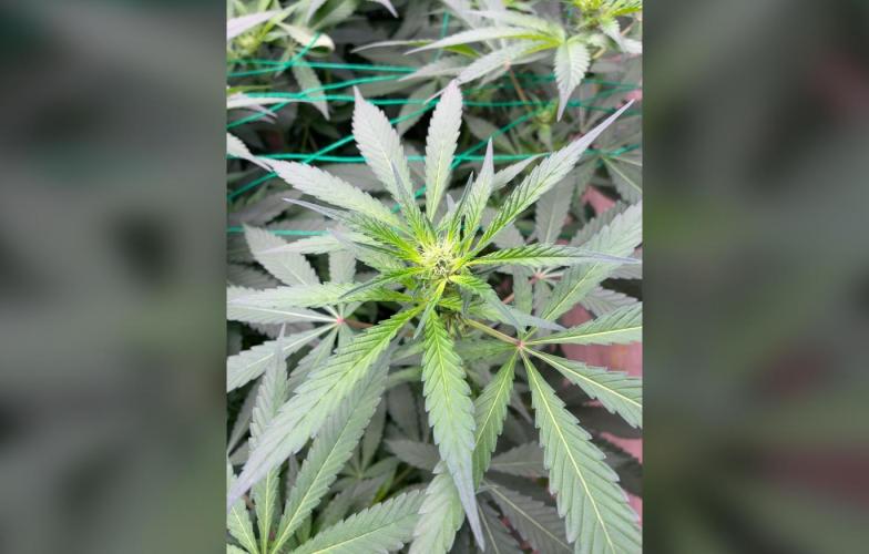 Gelato. Week 9