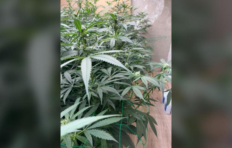 Gelato. Week 11