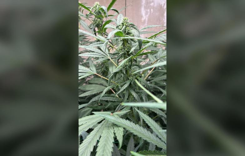 Gelato. Week 12