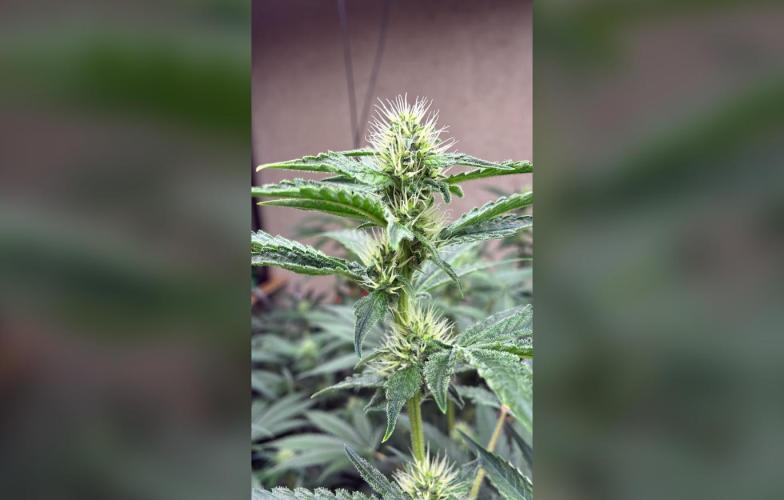 Gelato. Week 13