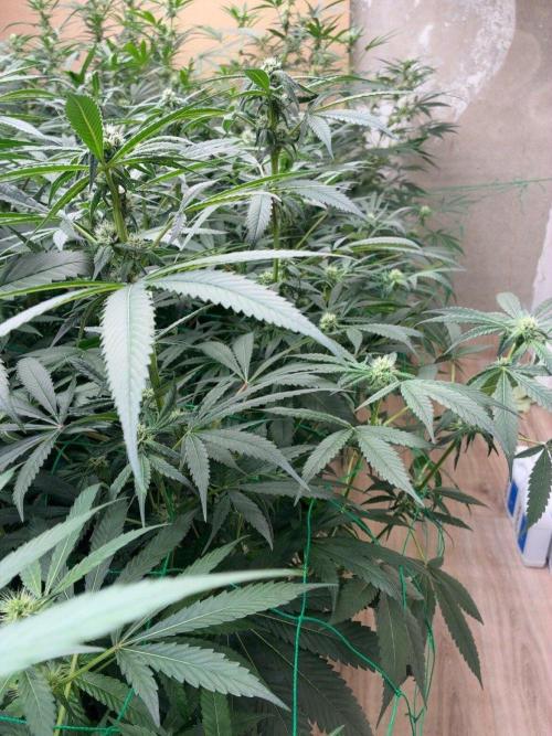 Gelato. Week 10