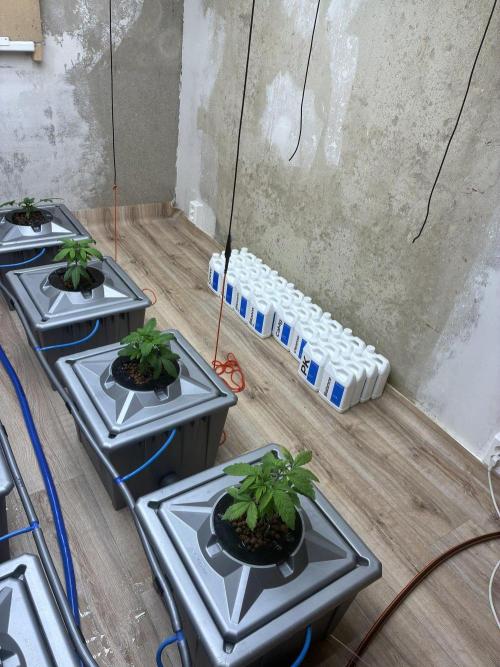 Gelato. Week 4