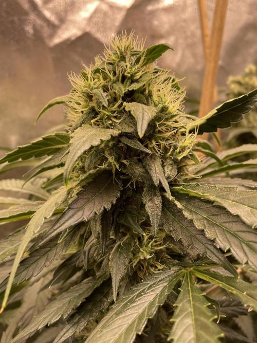 Shackzilla (Sannie's Seeds). Week 12