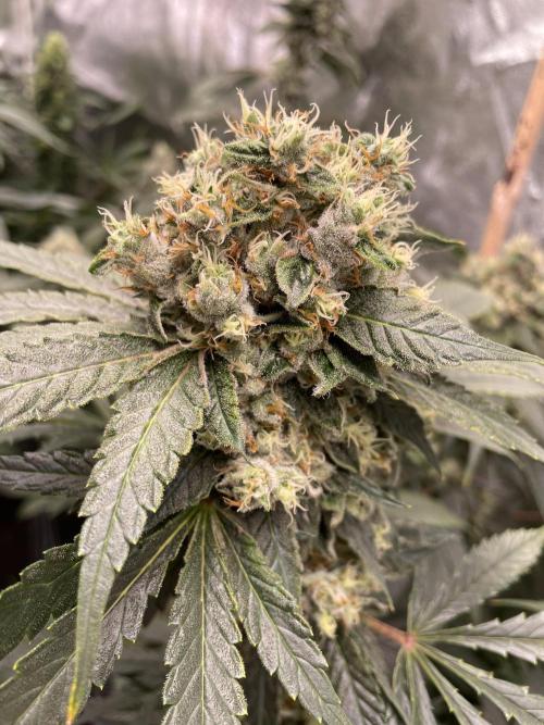 Shackzilla (Sannie's Seeds). Week 13