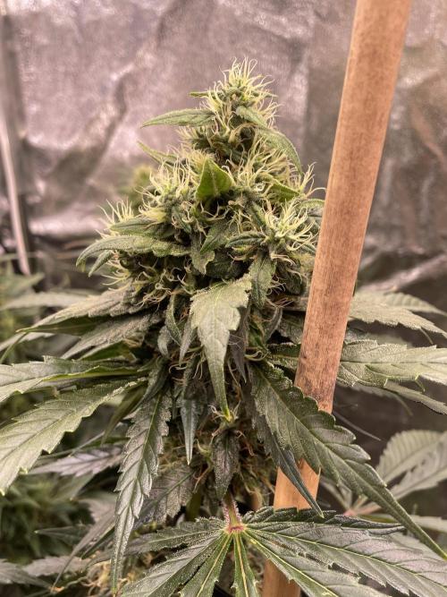 Shackzilla (Sannie's Seeds). Week 14