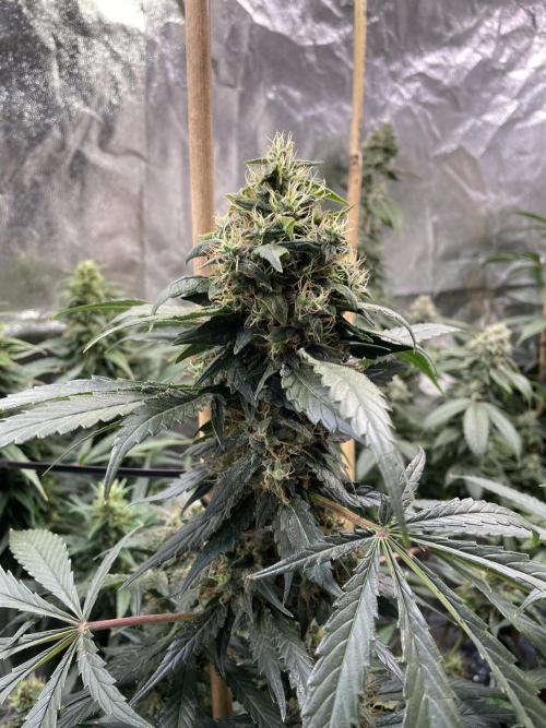 Shackzilla (Sannie's Seeds). Week 14