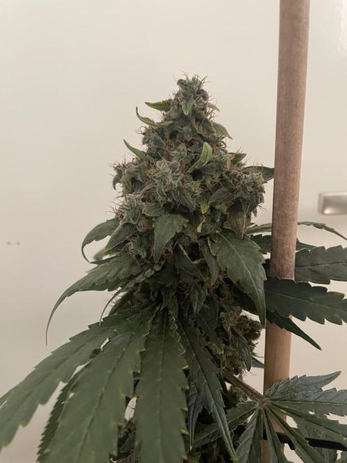 Shackzilla (Sannie's Seeds). Week 15